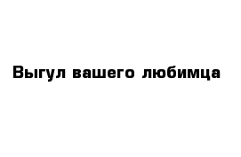 Выгул вашего любимца